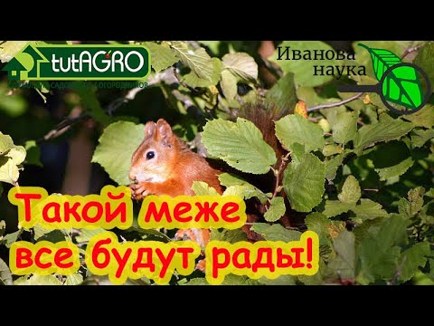 Видео: ОТ ДУРНОГО ГЛАЗА! ЧТО ПОСАДИТЬ НА ГРАНИЦАХ УЧАСТКА ОТ ВЕТРА и ЧУЖИХ ВЗГЛЯДОВ и не разозлить соседей?