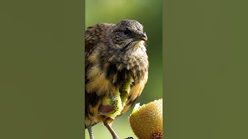 Kiwi bird eats kiwi and becomes kiwi 🥝