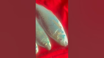 Ye MACHHALI har roj mot ka khel khelati hai? Generated using YouTools https://play.google.com/store