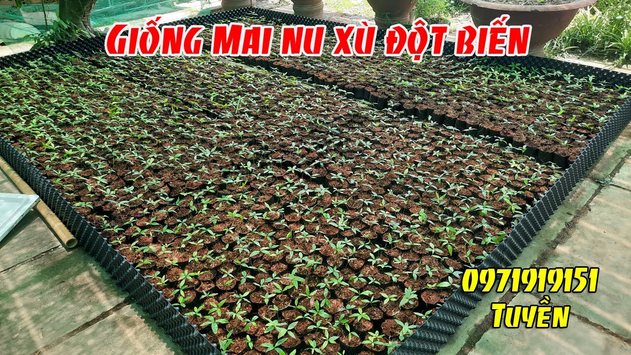 Giống Mai Vàng Nu Xù Đôt Biến tại Vườn Mai Đỗ Hòa - youtube