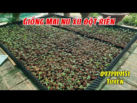 Video Giống Mai Vàng Nu Xù Đôt Biến tại Vườn Mai Đỗ Hòa - youtube