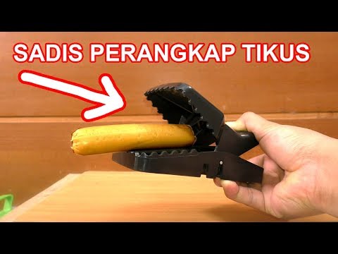 Video: Apakah penangkap tikus terbaik?