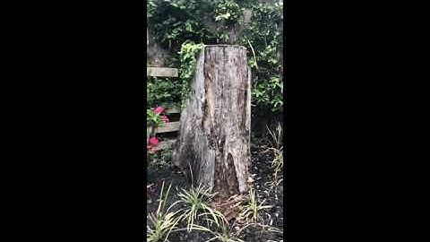 termites in a tree stump