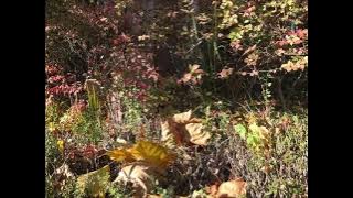 Mozart   Symphony No.32 in G major, K.318 (b. haitink)