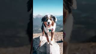 #shorts #photography #dogs #australianshepherd