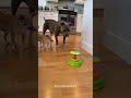 What a Funny Reaction 😂 #dog #funnydogs #pets #shortsfeed