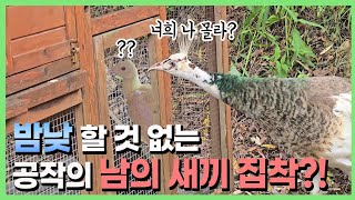 Download Lagu 알을 잃은 야생? 공작이 갑자기 바뀌었어요 🤣😂 MP3 Download Lagu 알을 잃은 야생? 공작이 갑자기 바뀌었어요 🤣😂 MP3