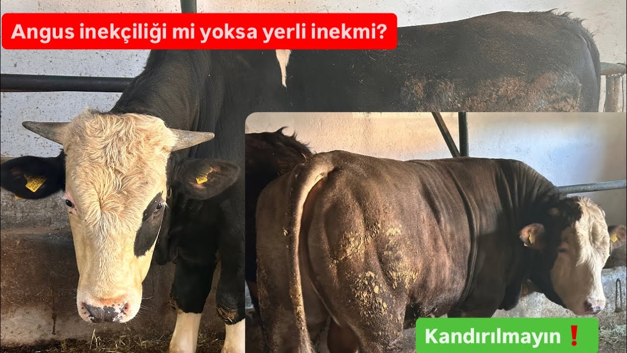 Angus inekçiliği mi yoksa yerli inekçilik mi daha çok para kazandırır ? 
