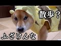 【大雨】散歩が嫌いな柴犬を雨の日に連れ出すのが、色々大変すぎる