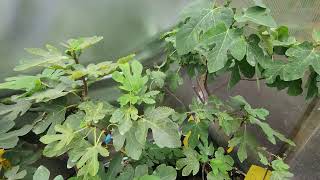 Greenhouse Fig Trees Update June 8th, 2025. Chicago, IL Zone 6a