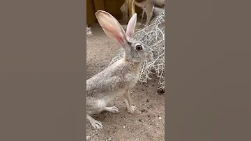 أرنب صحراوي بري 
