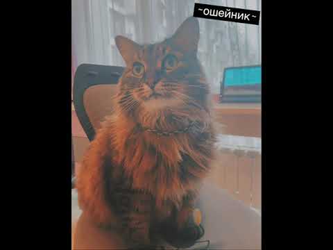 ошейник для пушистого любимца