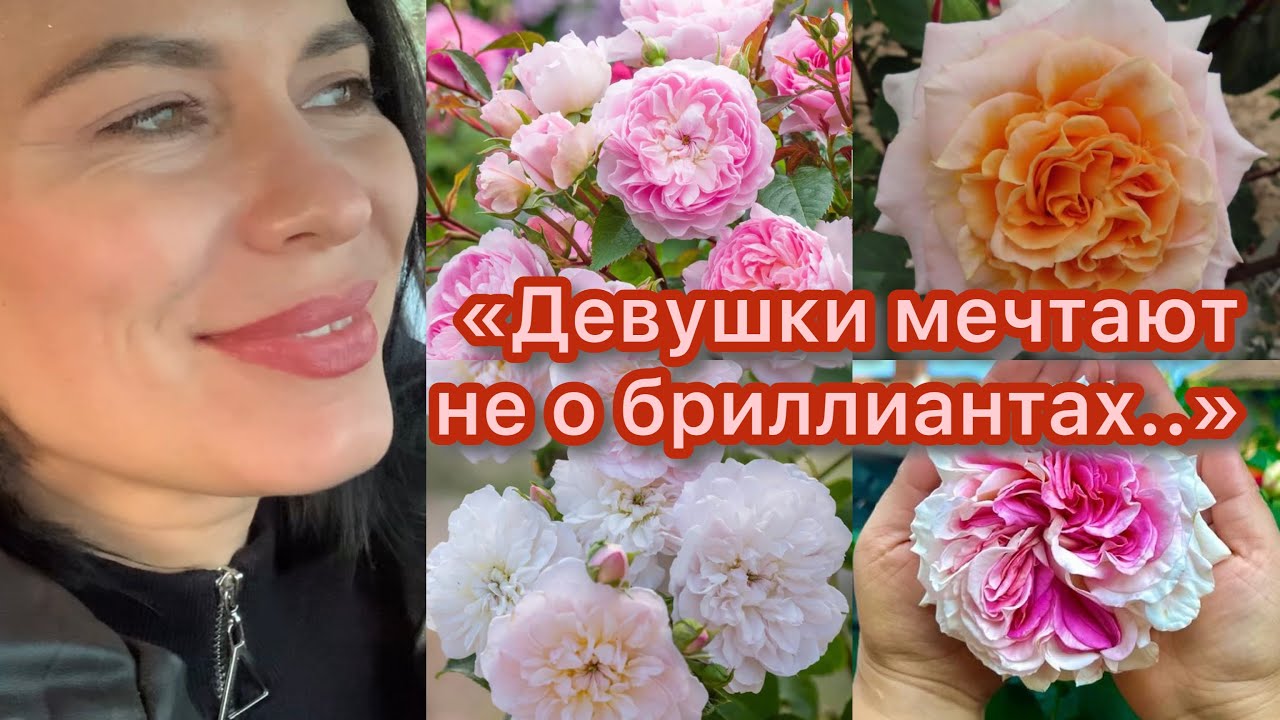 Новинки Английских роз уже у нас) - YouTube