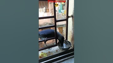 #Shorts#viral#thirsty crow#drinking water#hardworking crow#youtube#ytshorts#birds love#DPS Bhoomi