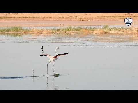 شاهد ما حدث لهذا النحام الوردي وماذا فعلنا به