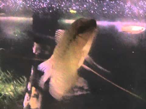 fisher argentina Pearl Gourami