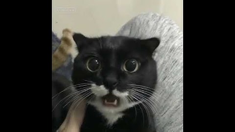 apache apache song cat version #shorts #ai