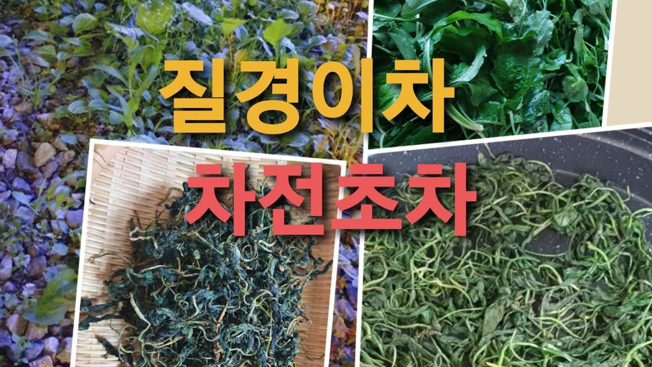 질경이차 해독의명약 차전초차