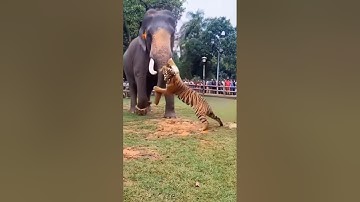 🐘🔥 Elephant vs Tiger Fight in the Park 😱 | Real Jungle Battle Caught on Camera