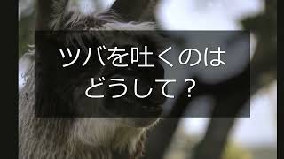 Animalbook CM llama1