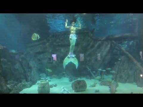 А вы видели русалку? Сказочное шоу в Сочинском Океанариуме - Sochi Discovery World