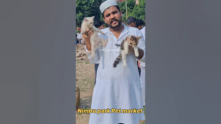 Video 10887301: persian kitten pets, persian female kitten