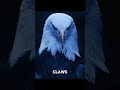 AMERICAN EAGLE 🦅                               #eagle #animals #facts #edit