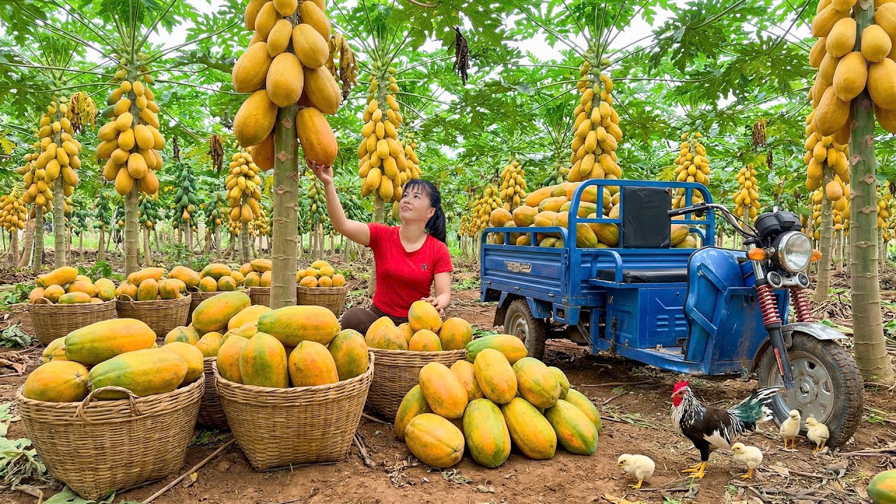 Rewind Timelapse -- Harvesting Giant Papaya Fruit - Moving To Market To SELL By 3-Wheeled Truck