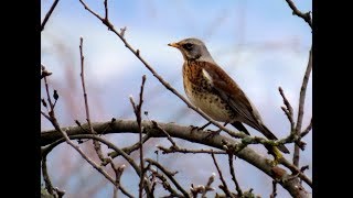 516. Drozd kvíčala, Fiedfare, Turdus pilaris, Wacholderdrossel