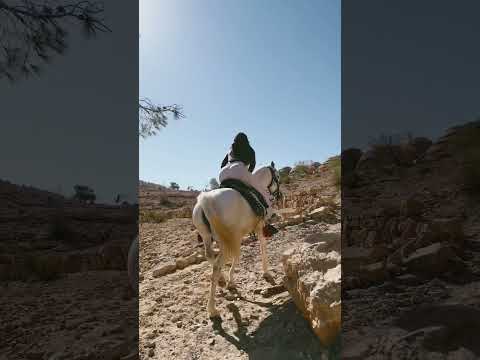 The Arabian Horses You Get To Ride On The Visit To Petra Highly Recommend If You Re Adventurous