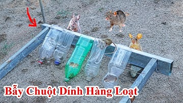 Cách Bẫy Chuột Hàng Loạt Bằng Chai Nhựa / Hướng Dẫn Mẹo Diệt Chuột Vào Trong Nhà , Đuổi Chuột