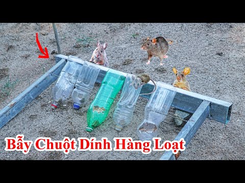 Cách Bẫy Chuột Hàng Loạt Bằng Chai Nhựa / Hướng Dẫn Mẹo Diệt Chuột Vào Trong Nhà , Đuổi Chuột