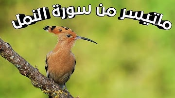 [ولقد اتينا داوود وسليمان علما] ماتيسر من سورة النمل بصوت القارئ الجزائري اسامة  تلاوة هادئة