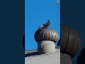 Голубя приклеили к вентилятору? #shorts