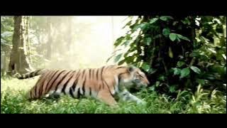 “Harimau Memburu Rusa | Video Loop Satwa Liar 24/7 di Hutan Tropis”
