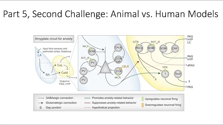 14.5. Animal vs. Human Models, Fundamentals of Cognitive Neuroscience Course, Session 14, Part 5
