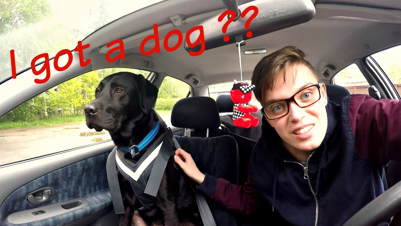 Kidnapping a dog ?! YouTube