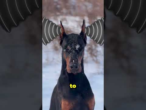 Why Dobermans Have