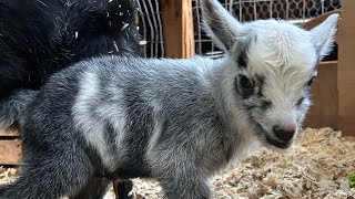 Winter- Baby goat born 2 days ago #homestead #goats #babygoat #nigeriandwarf #buck #cute #adorable