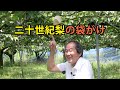 二十世紀梨の袋がけ　ー富久樹園チャンネルー