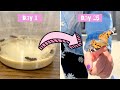 Life Cycle of a Butterfly | Grow Painted Lady Butterflies from Caterpillars with me!