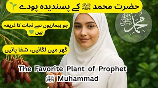 Plants Loved by Prophet Muhammad ﷺ  Dates, Melon &amp; Cucumber Sunnah Benefits for Barakah at Home 2025