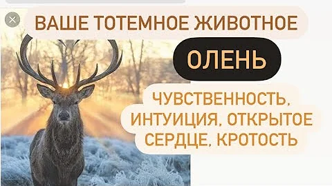 Олень- ваше тотемное животное# чувственность, духовность, интуиция#