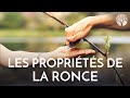 Savezvous manger les ronces 