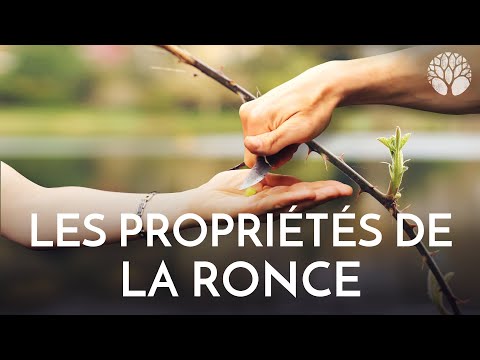 Vidéo: A quoi ressemble un buisson de ronces ?