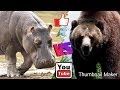 Бегемот против Бурого медведя. Hippopotamus against Brown bear.