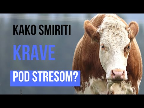 Video: Kako Zadržati Kravu