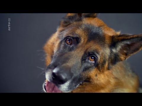 Vidéo: La vie secrète des chiens