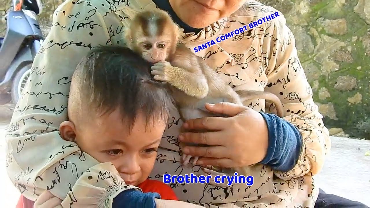 baby monkey crying for milk Brother very jealous and cry unhappy with Santa - He feel mom love Santa more than him
