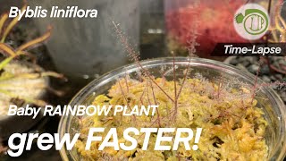 Baby RAINBOW PLANT grew FASTER! || Byblis liniflora || time lapse || Carnivorous Plants